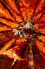 фотография Sky Striker Ace - Kagari Monster Figure Collection