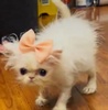 Tlen_chan
