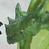 Tiny dragon on finger Clear ver.: Wyvern Wakaba