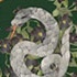 Harry Potter Mobile Acrylic Strap: Slytherin